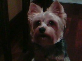 TOMMY